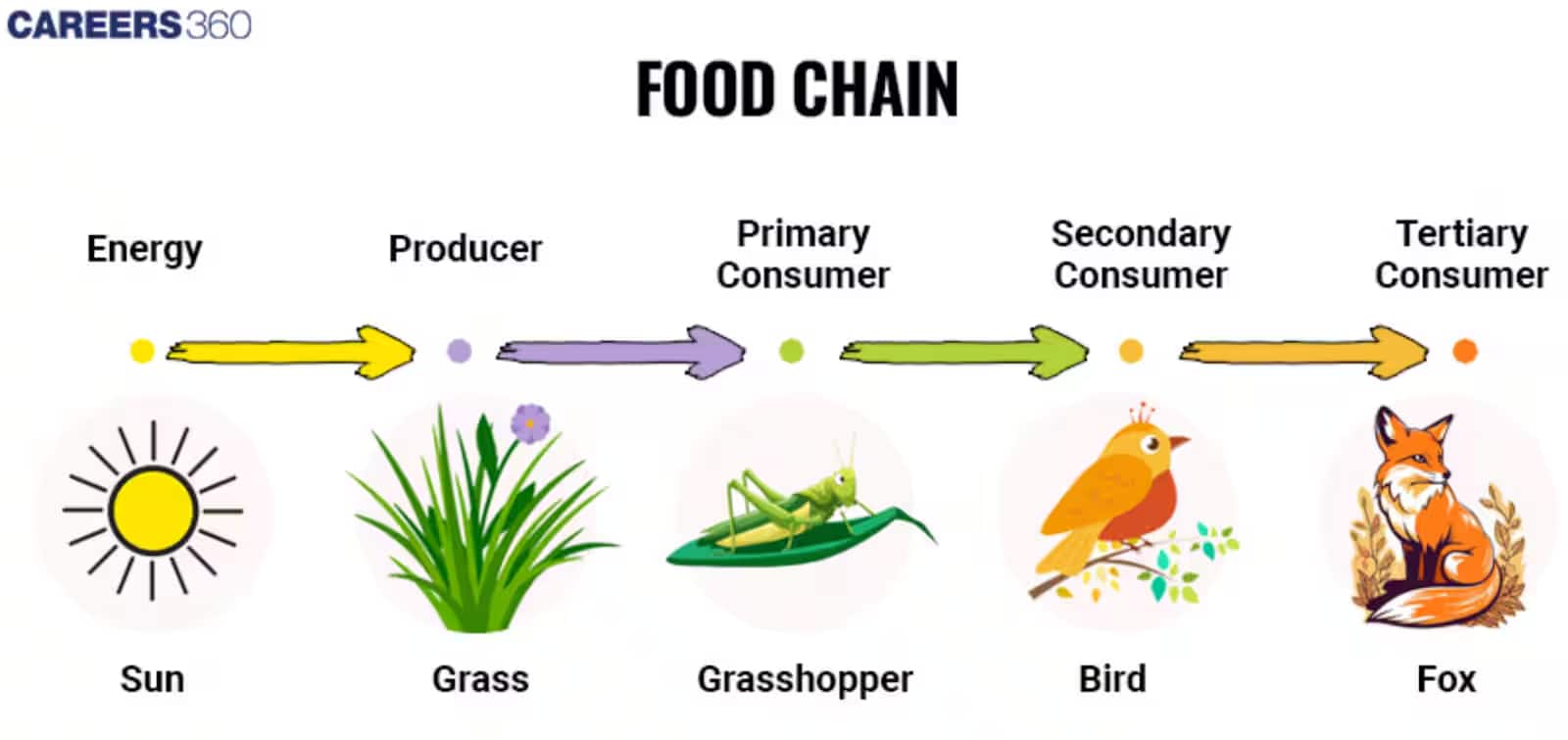 food chain