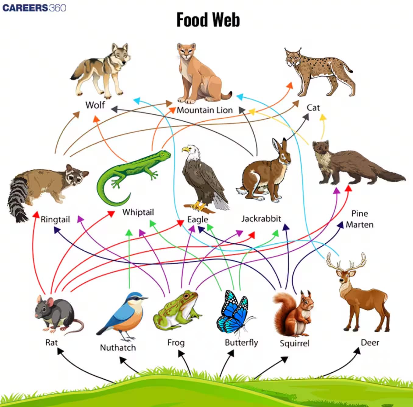 food web