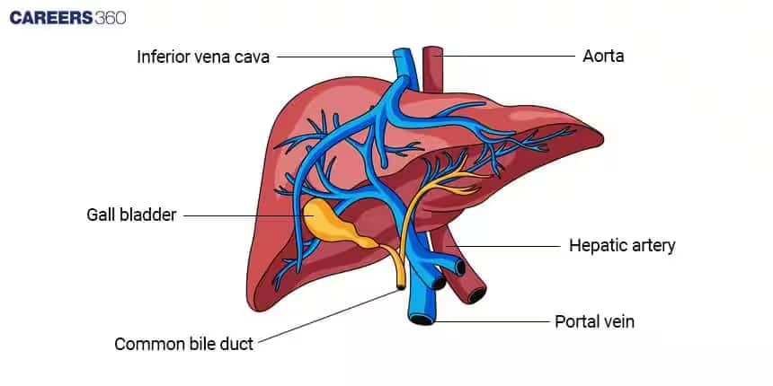 liver