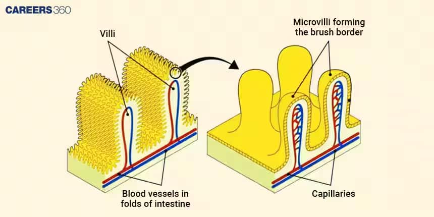 Intestinal villi