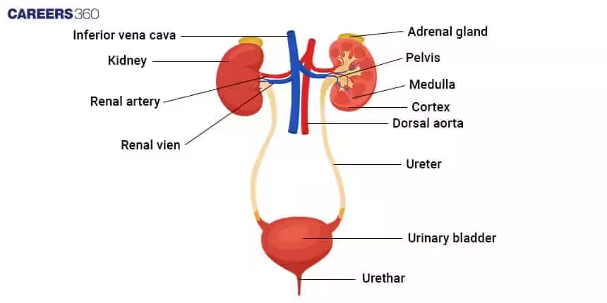 human excretory system