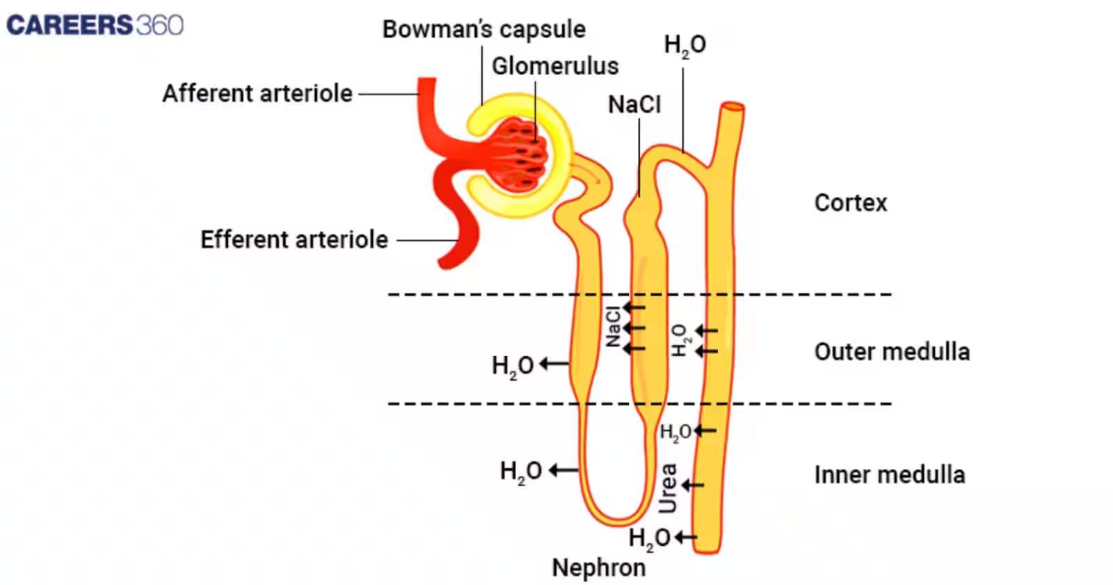 nephron