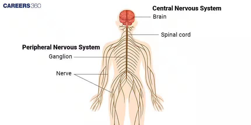 central nervous system
