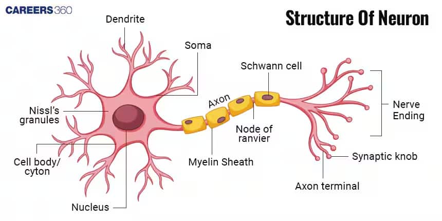 neuron