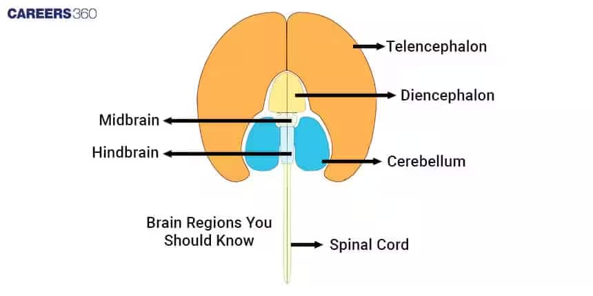 parts of brain