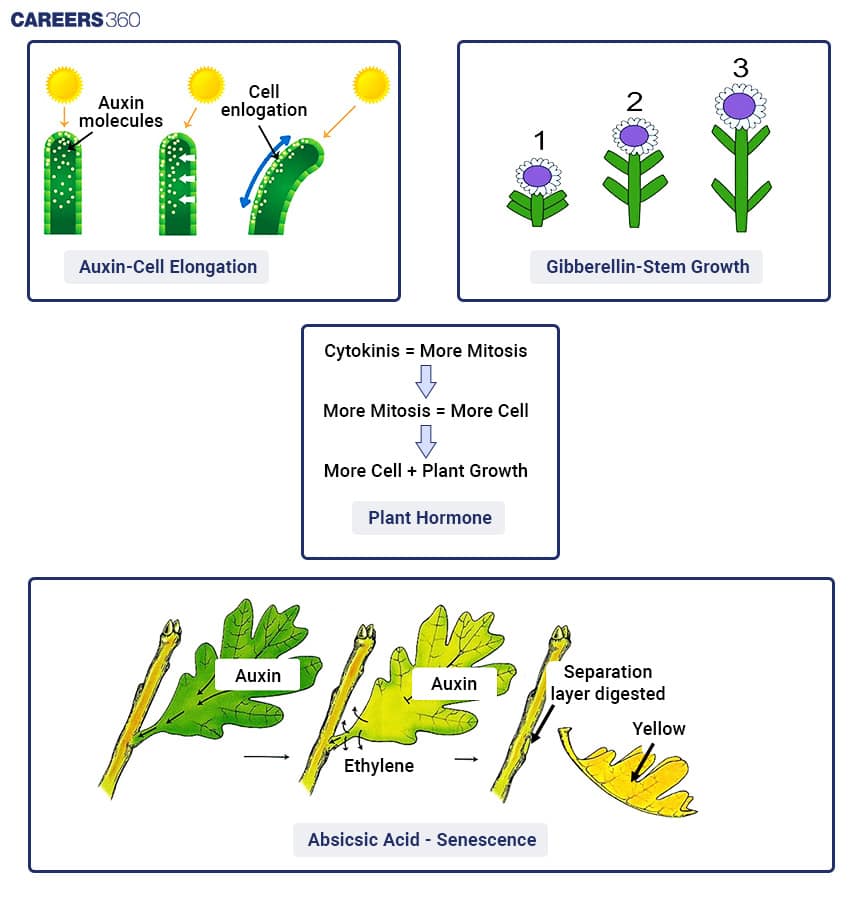 Plant Hormones
