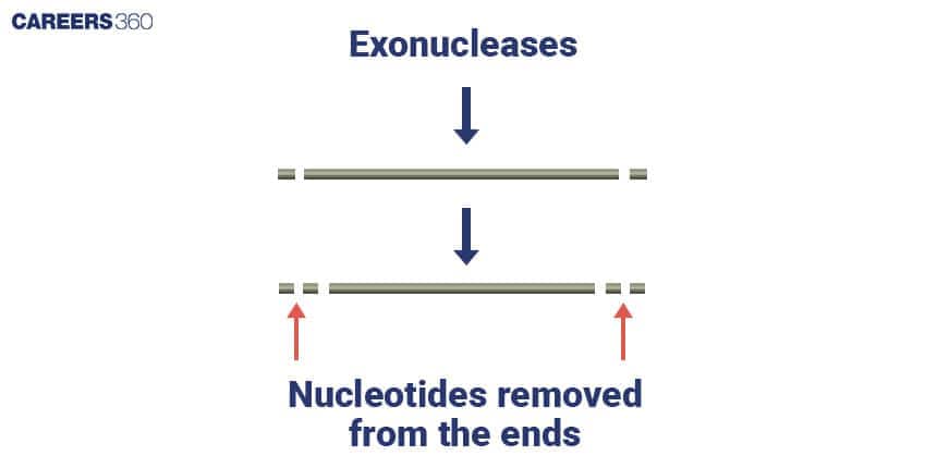 Restriction Exonuclease