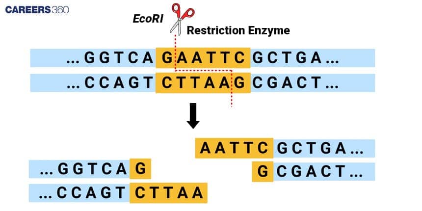 Mechanism of restriction endonuclease