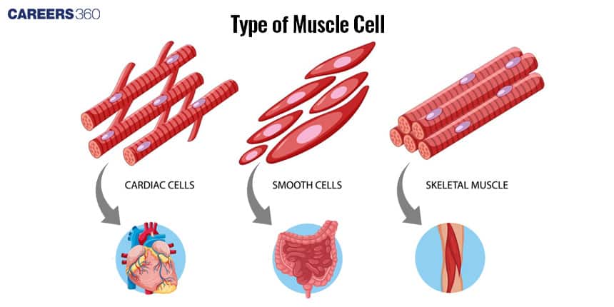 muscle tissue