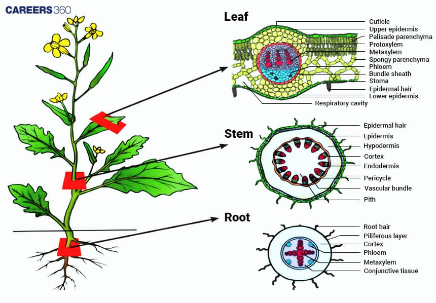 plant tissues