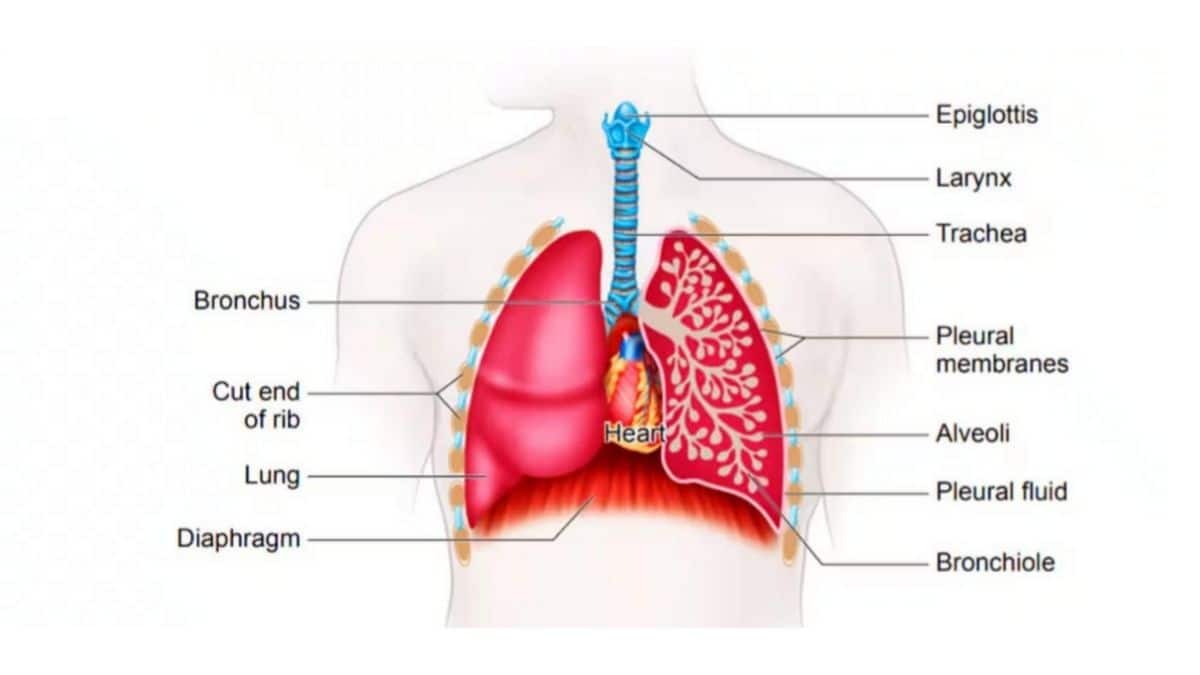 Human respiratory system