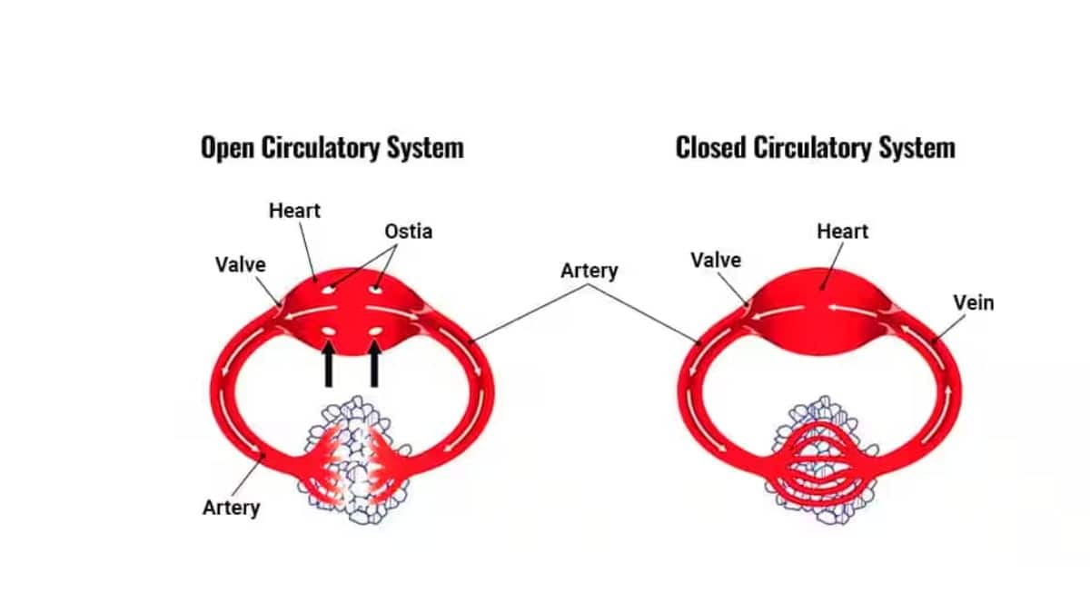 open-and-closed-circulatory-system