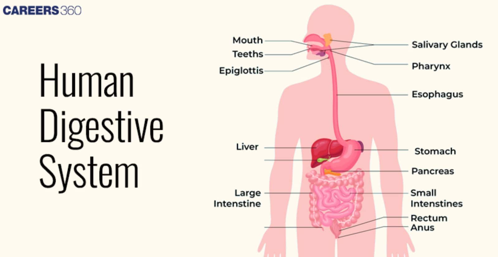 Human Digestive System