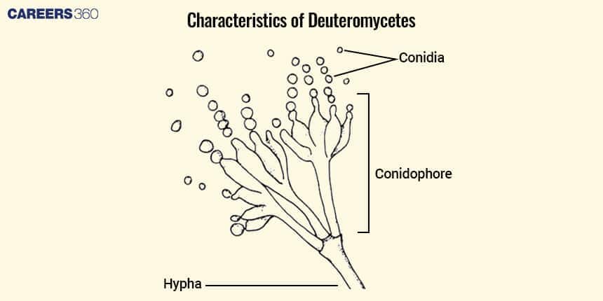 Deuteromycetes structure