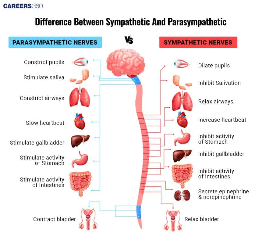 Illustrated comparison chart of parasympathetic and sympathetic nerves showing effects on different organs. Parasympathetic responses include constricting pupils, stimulating saliva, constricting airways, slowing heartbeat, stimulating gallbladder, stomach, intestines, and contracting bladder. Sympathetic responses include dilating pupils, inhibiting salivation, relaxing airways, increasing heartbeat, inhibiting stomach, gallbladder, intestines, secreting epinephrine and norepinephrine, and relaxing bladder.