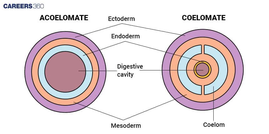 Structures of Coelomate and Acoelomate