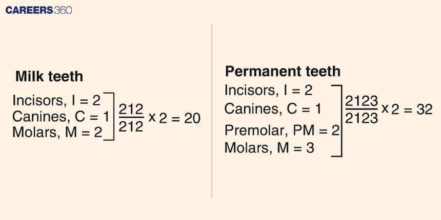 Diagram showing dental formulas for milk teeth and permanent teeth in humans. Milk teeth: 2 incisors, 1 canine, 2 molars in each quadrant, total 20 teeth. Permanent teeth: 2 incisors, 1 canine, 2 premolars, 3 molars in each quadrant, total 32 teeth.