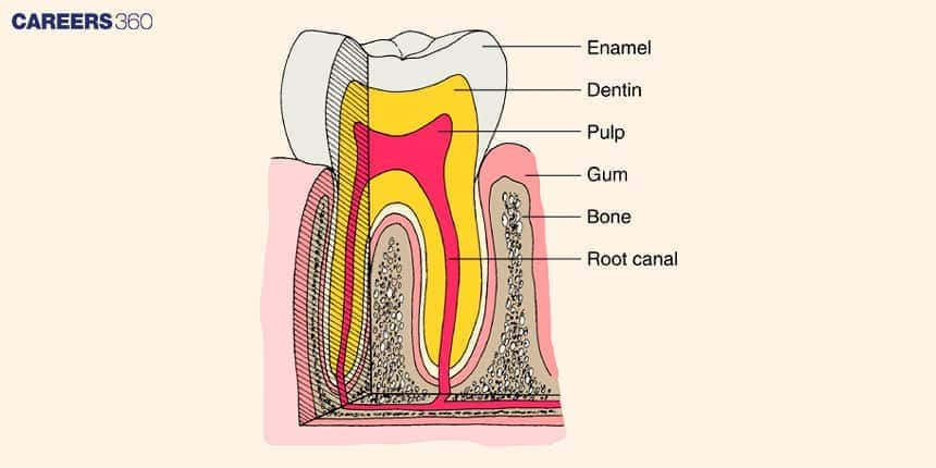 Cross-sectional diagram of a human tooth showing labeled parts: enamel, dentin, pulp, gum, bone, and root canal.