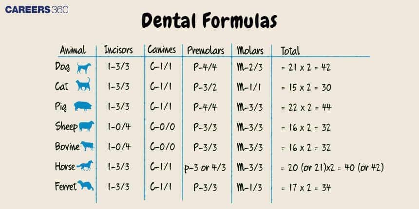 Table of dental formulas for different animals including dog, cat, pig, sheep, bovine, horse, and ferret, showing the number of incisors, canines, premolars, and molars in upper and lower jaws, along with total teeth count.