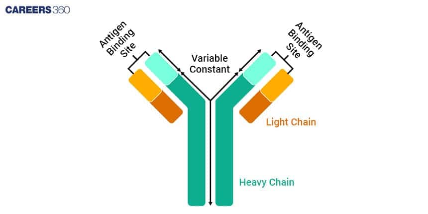 Antibody Structure