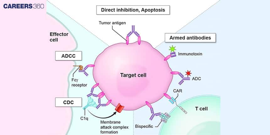 Use of Antibodies