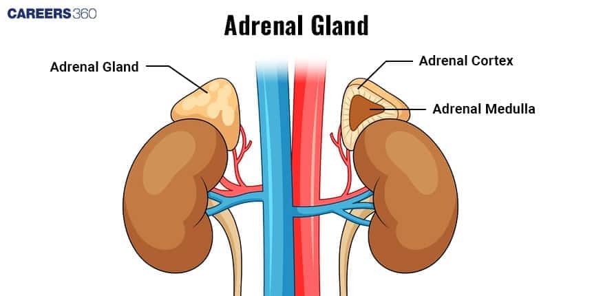 Diagram of human adrenal glands located above the kidneys, showing labeled parts including the adrenal cortex and adrenal medulla.