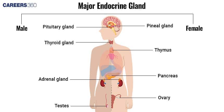 Diagram of major endocrine glands in the human body showing locations of pituitary gland, pineal gland, thyroid gland, thymus, adrenal glands, pancreas, testes in males, and ovaries in females