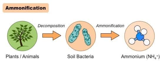 Diagram of ammonification showing decomposition of plants and animals by soil bacteria, leading to the formation of ammonium ions (NH₄⁺)