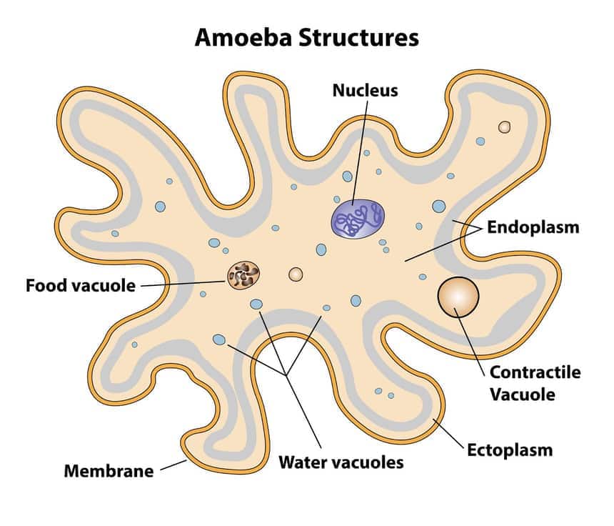 Diagram of Amoeba structure showing labeled parts including nucleus, endoplasm, ectoplasm, contractile vacuole, food vacuole, water vacuoles, and cell membrane.