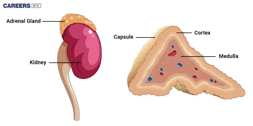 Diagram of the adrenal gland and kidney. The left side shows the adrenal gland located above the kidney, and the right side shows a cross-section of the adrenal gland labeled with capsule, cortex, and medulla.