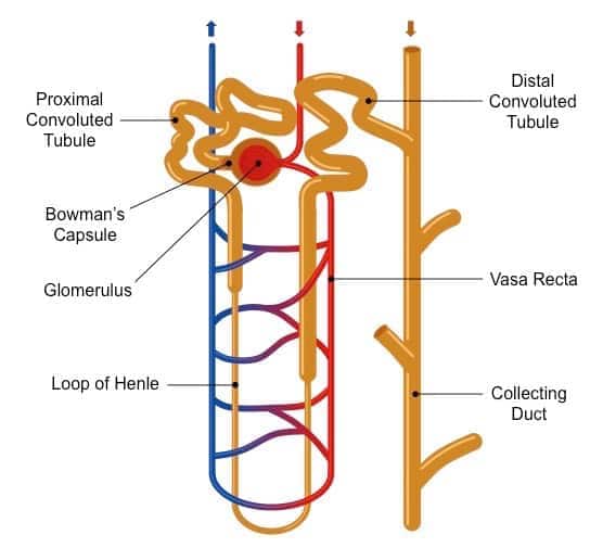 nephron