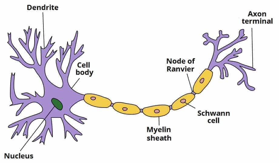 neuron