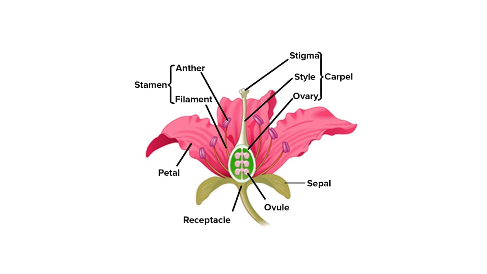 LS OF FLOWER
