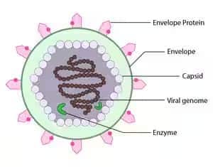 Viroid