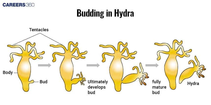 Diagram of budding in Hydra showing stepwise development of a bud from the parent body into a fully mature new Hydra.