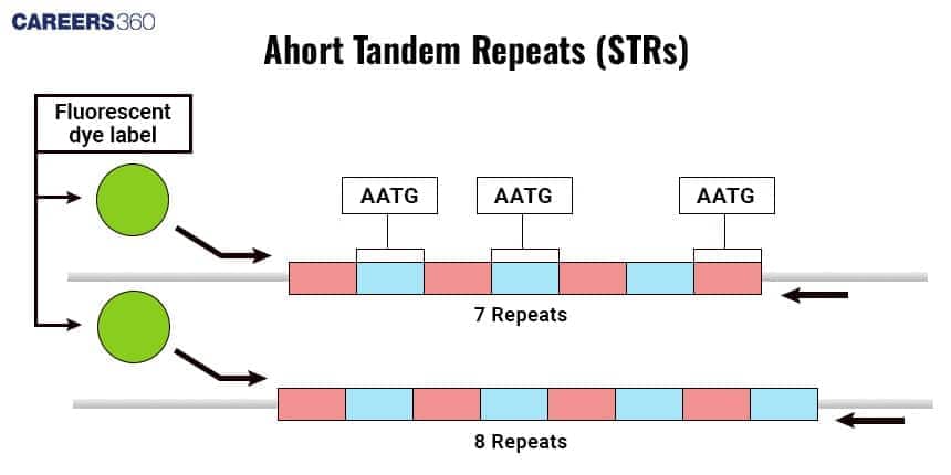 Structure of STRs and VNTRs