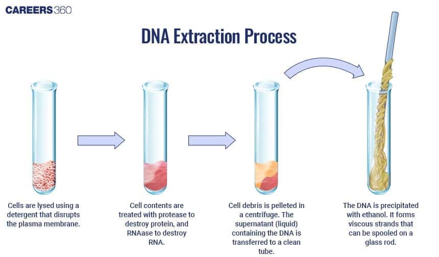 DNA Extraction Process