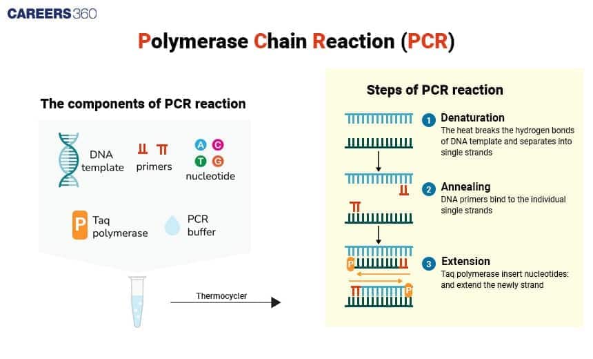 PCR Process