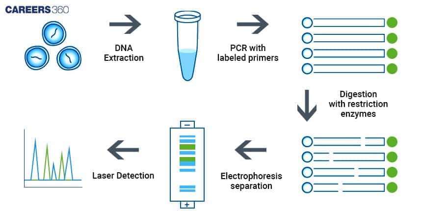 Steps in RFLP Analysis