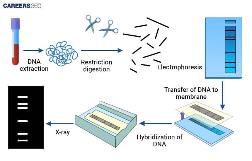  DNA Fingerprinting in Crime Scenes