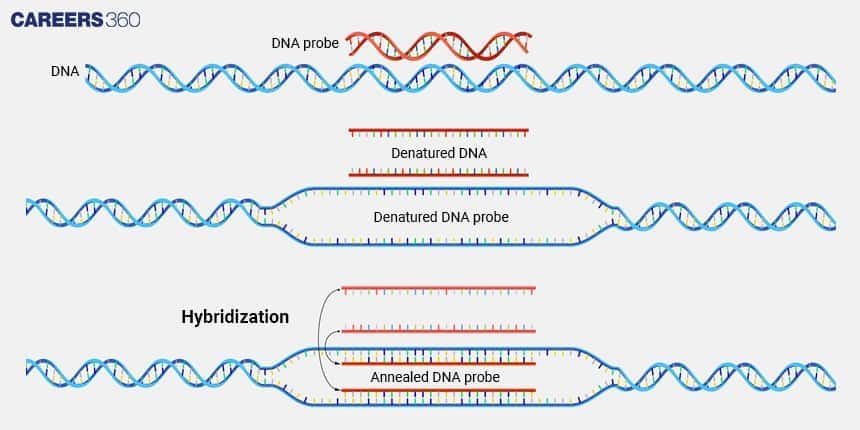 Hybridization Process