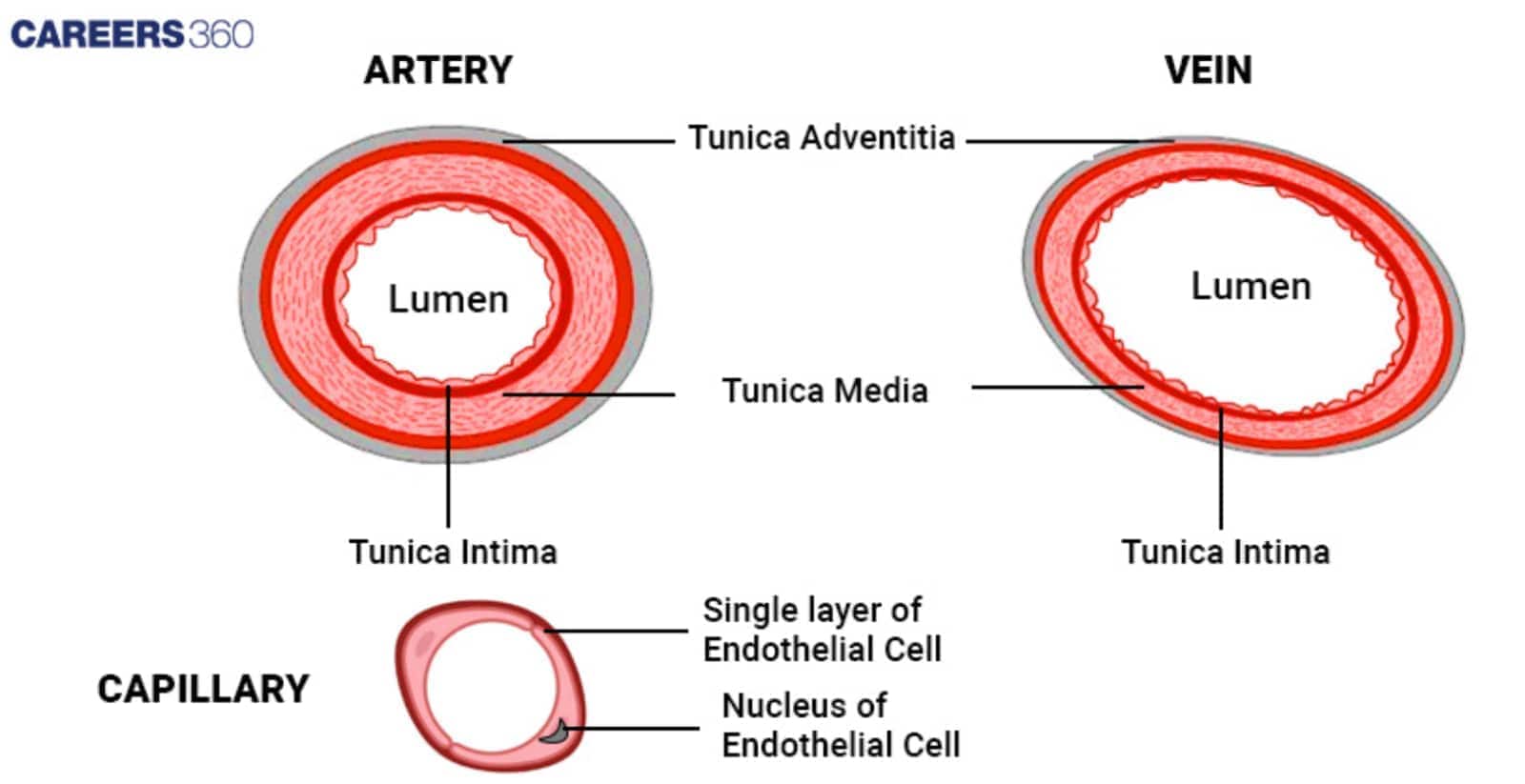 Diagram showing structural differences between artery, vein, and capillary. Artery and vein cross-sections are labeled with lumen, tunica intima, tunica media, and tunica adventitia. Capillary is shown with a single layer of endothelial cell and its nucleus.