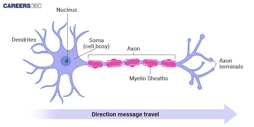 Diagram of a neuron showing its structure and direction of message travel. Labeled parts include dendrites, nucleus, soma (cell body), axon, myelin sheaths, and axon terminals