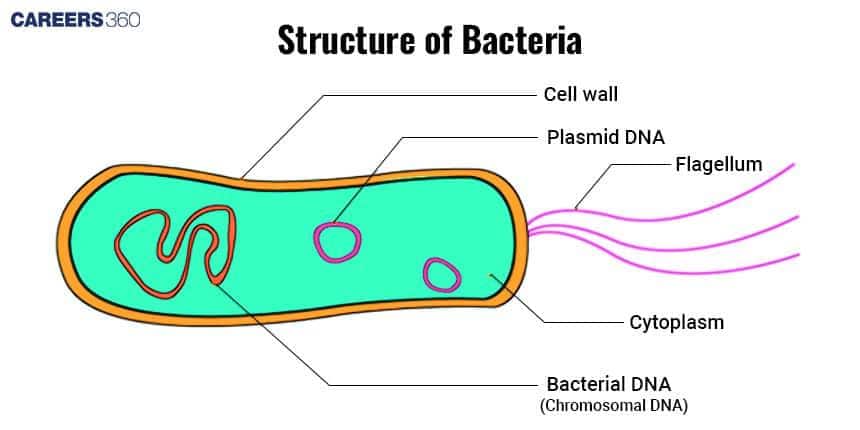 Diagram of bacterial structure showing labeled parts: cell wall, cytoplasm, bacterial DNA (chromosomal DNA), plasmid DNA, and flagellum.