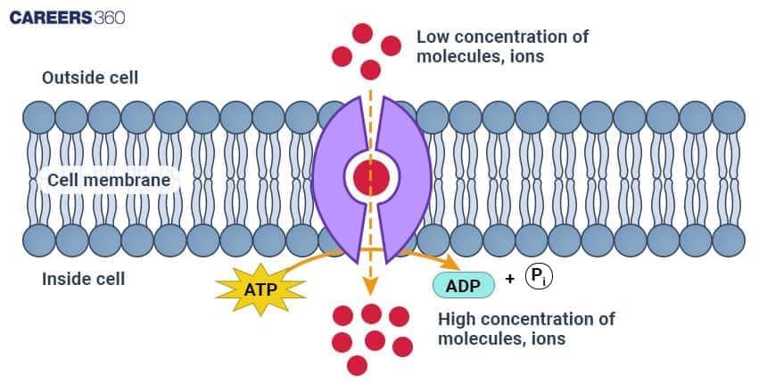 Diagram of active transport across a cell membrane showing molecules moving from low concentration outside the cell to high concentration inside the cell using ATP, with ATP converting into ADP and phosphate.