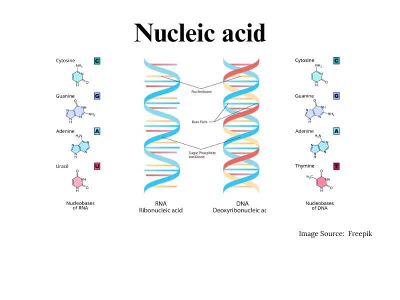 structure of nucleic acid