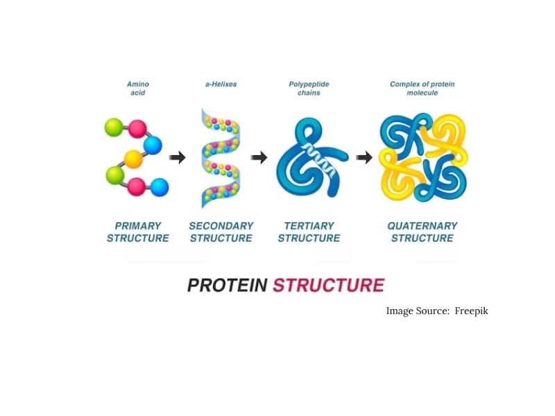 Structure of Protein 