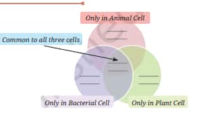 venn diagram