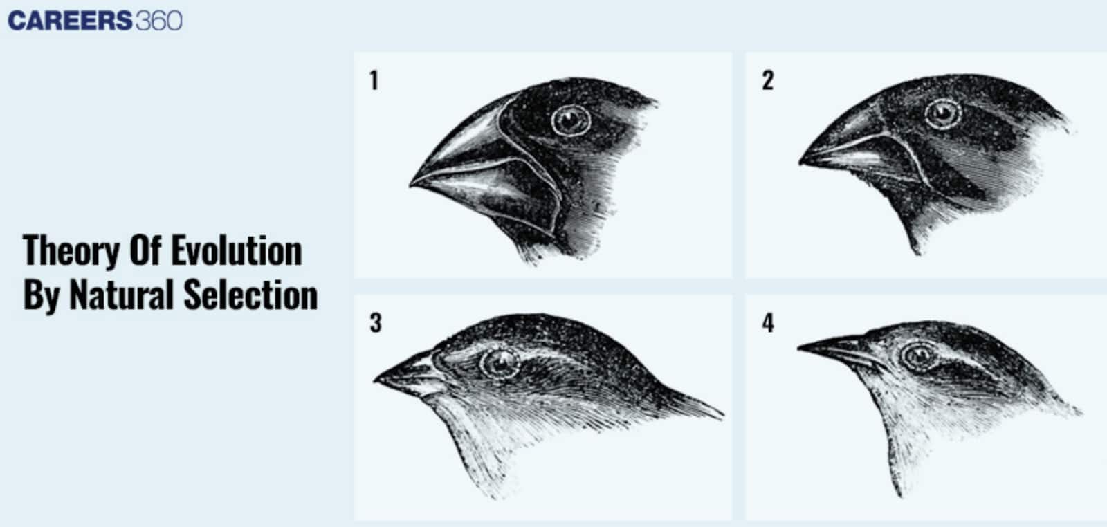 Darwinian Theory Of Evolution By Natural Selection