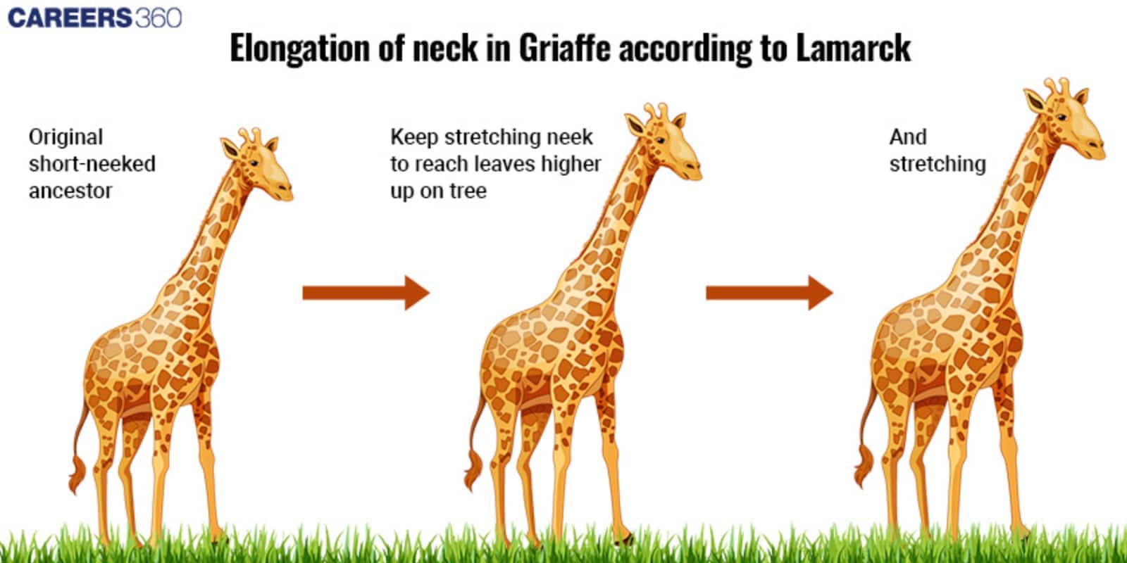 Lamarck's Theory Of Evolution